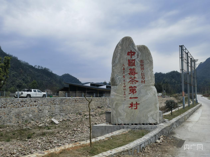 PG电子模拟器在线试玩张家界开展莓茶生产加工棚点专项整治厉行禁止还是规范产业？记(图2)