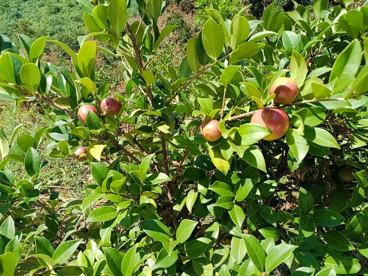 PG电子模拟器在线试玩东至县葛公镇：种“春华”育“秋实” 油茶香飘振兴路(图1)